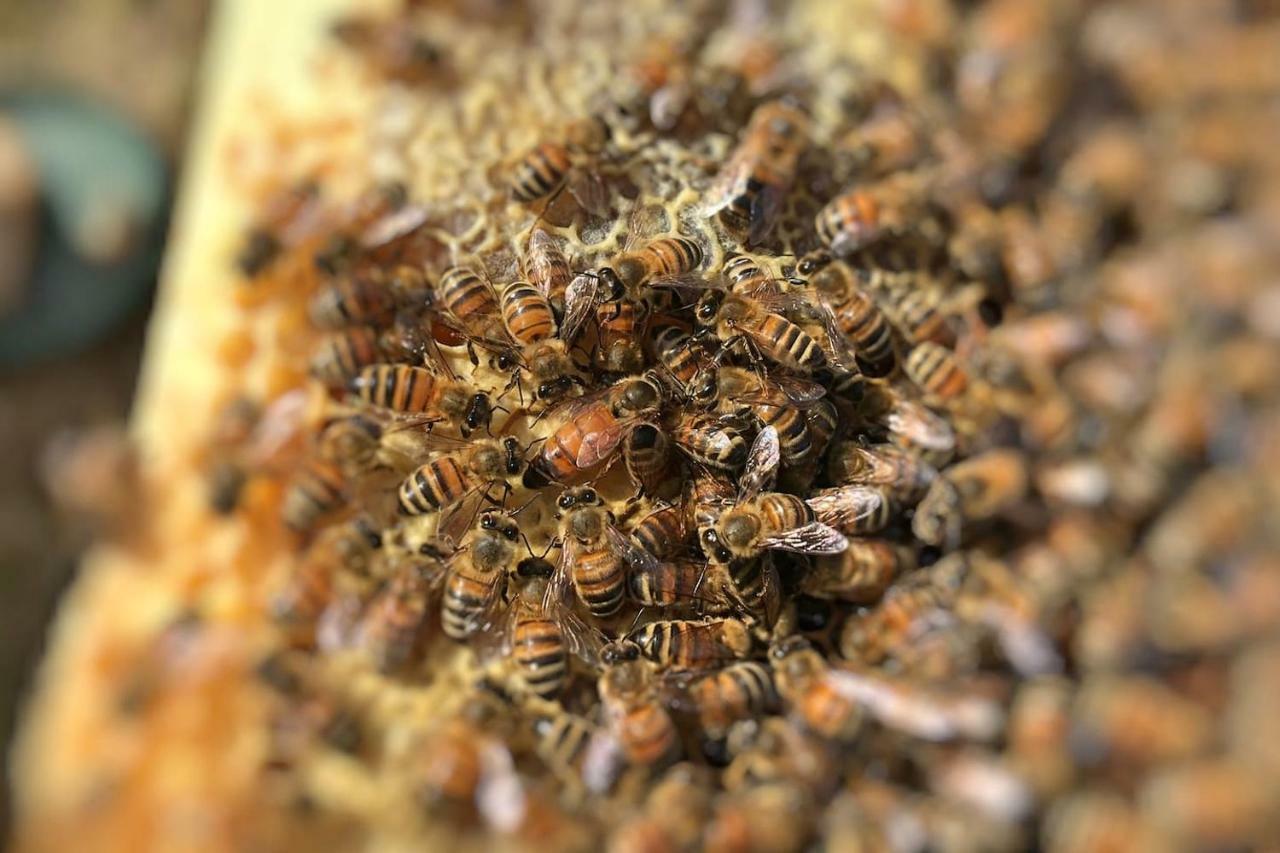 The Hive Stefy'S Apartment Iglesias Bagian luar foto